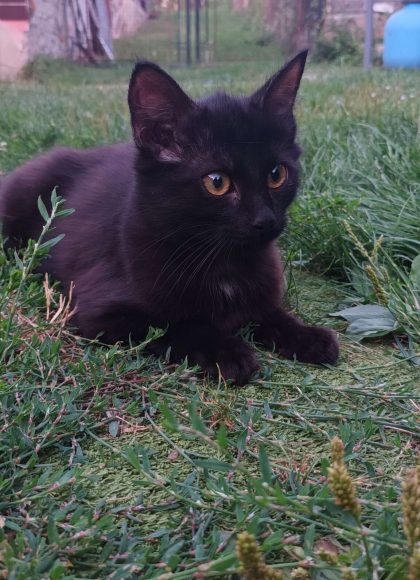 Šmudla užívající si venku